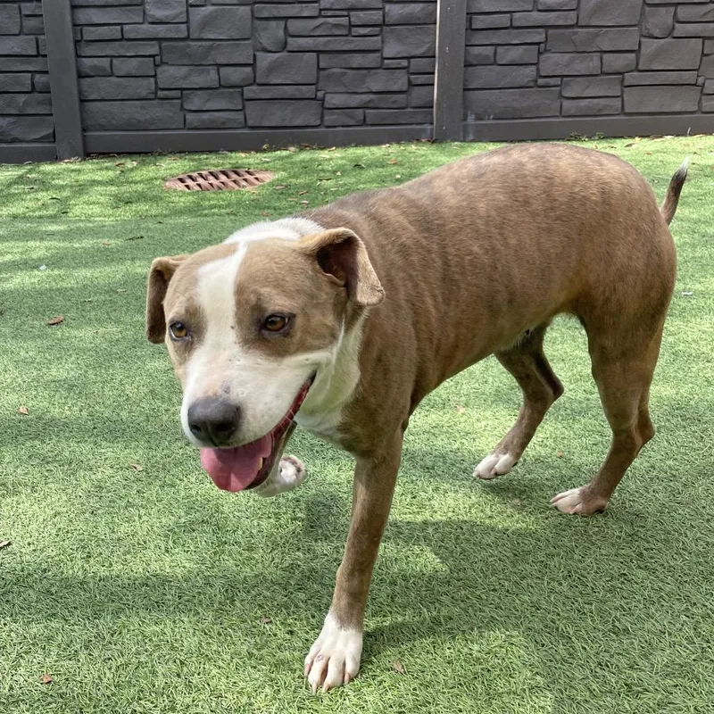 An adult medium-sized female White / Cream Mixed Breed dog named Pandora for adoption in LOXAHATCHEE, FL