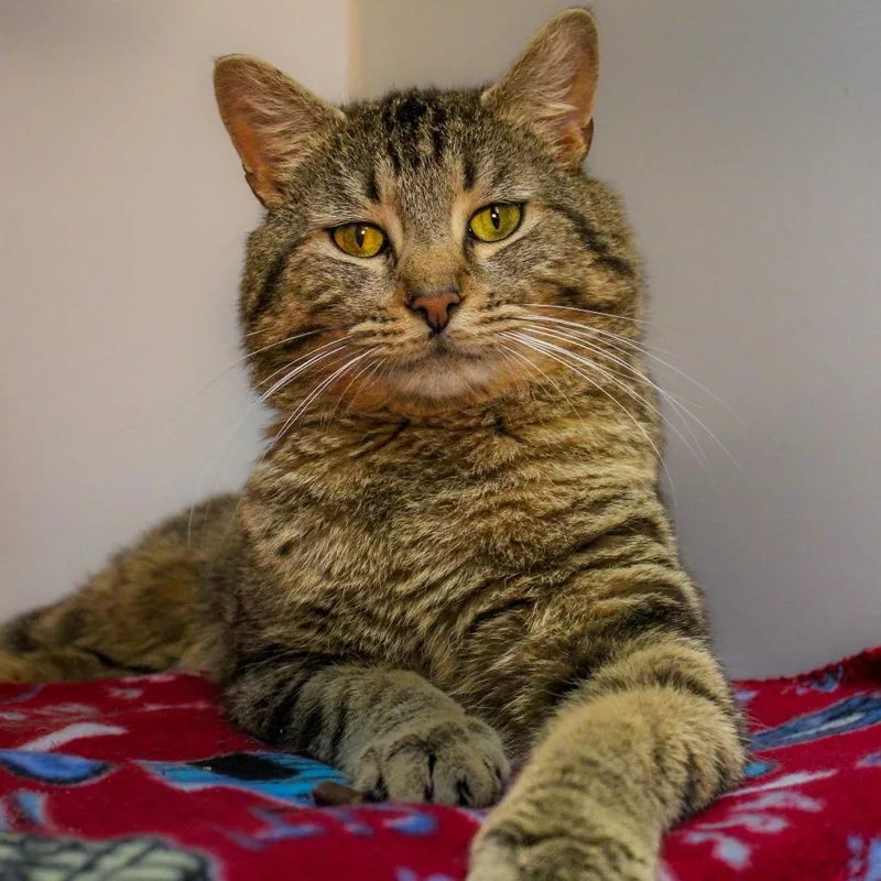 A young medium-sized male Brown / Chocolate Domestic Short Hair cat named Slappy for adoption in Canastota, NY
