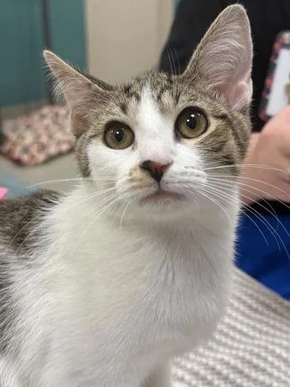 A baby small-sized female Domestic Short Hair cat named Starlight for adoption in Fishers, IN
