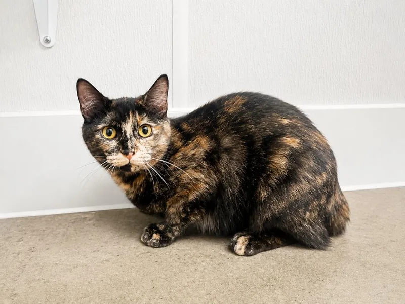 A baby medium-sized female Tortoiseshell cat named Lilah for adoption in Raleigh, NC