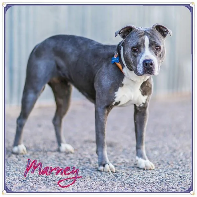 An adult medium-sized female Pit Bull Terrier dog named Marney for adoption in Albuquerque, NM
