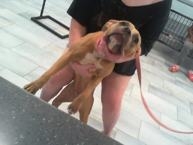 A young large-sized female Pit Bull Terrier dog named Hazy for adoption in Charlotte, NC