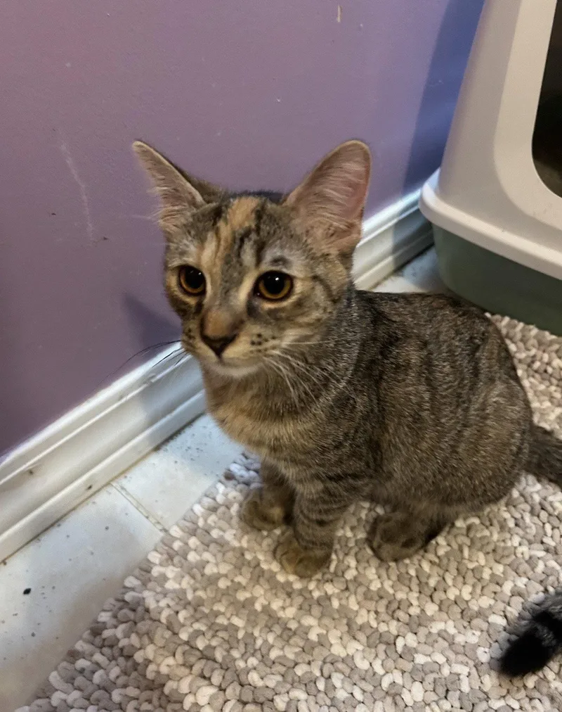 A baby medium-sized female Domestic Short Hair cat named Kelley for adoption in Walled Lake, MI