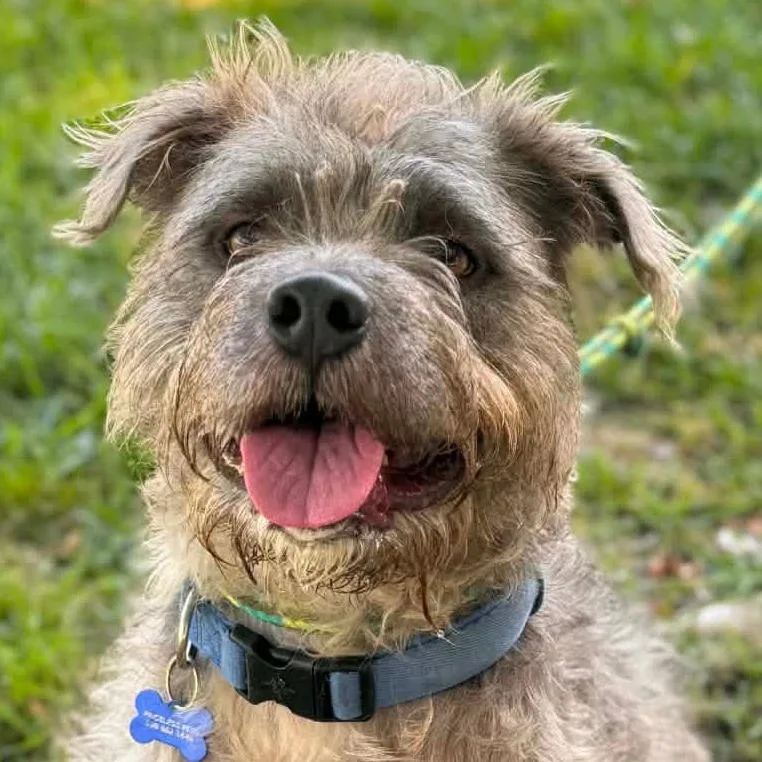An adult medium-sized male Gray / Blue / Silver Poodle dog named Clifford Costa Mesa for adoption in Chino Hills, CA