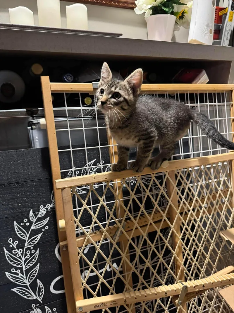 A baby medium-sized male Tabby cat named Diesel for adoption in Minneapolis, MN