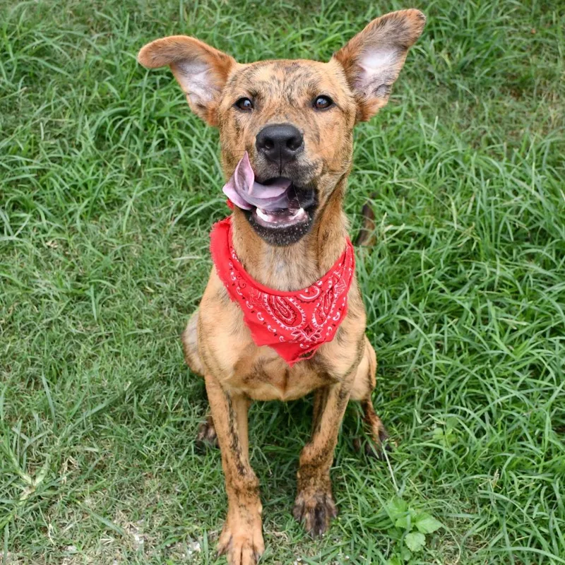 A young medium-sized male Brown / Chocolate Black Mouth Cur dog named Archer for adoption in Beaumont, TX