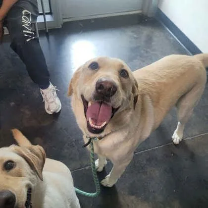 An adult large-sized male Mixed Breed dog named Matthew for adoption in Memphis, TN