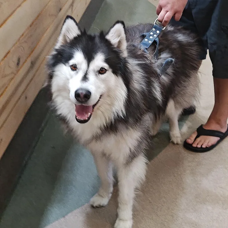 An adult large-sized male Black Siberian Husky dog named IEPAStray for adoption in Upland, CA