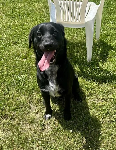 A young small-sized male Border Collie dog named Flint for adoption in Kalamazoo, MI