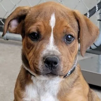 A baby small-sized male Brown / Chocolate Mixed Breed dog named Rigatoni for adoption in Las Cruces, NM