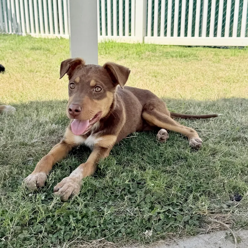 A young medium-sized female Brown / Chocolate Hound dog named Camilla for adoption in Paramus, NJ