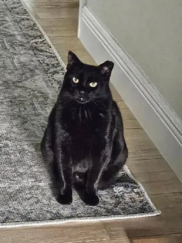 A senior medium-sized female Domestic Short Hair cat named Kong for adoption in Orlando, FL