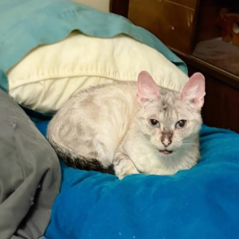 Elsa thumbnail 2