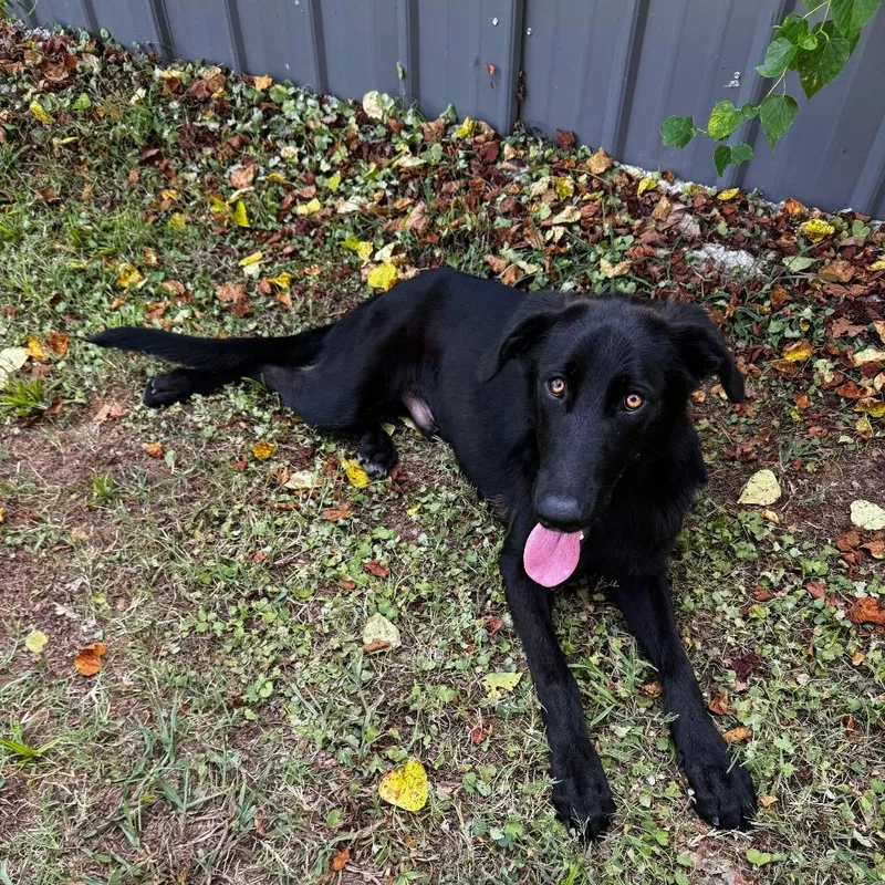 A young medium-sized male Black Labrador Retriever dog named Eminem for adoption in Brownsboro, AL