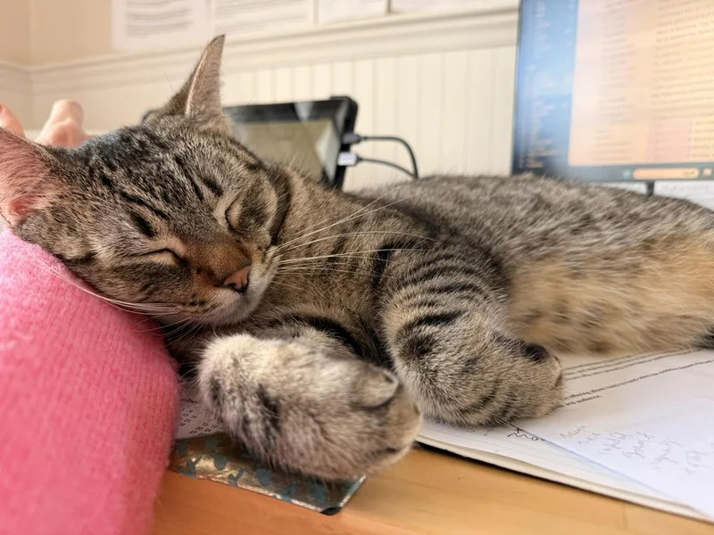 A young large-sized male Tabby (Leopard / Spotted) Tabby cat named William& Winslow for adoption in Marina del Rey, CA