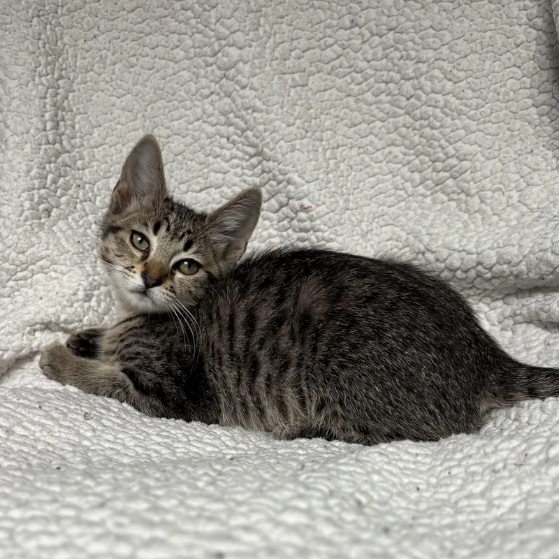 A baby medium-sized female Tabby (Brown / Chocolate) Domestic Short Hair cat named Blossom for adoption in Ephrata, WA