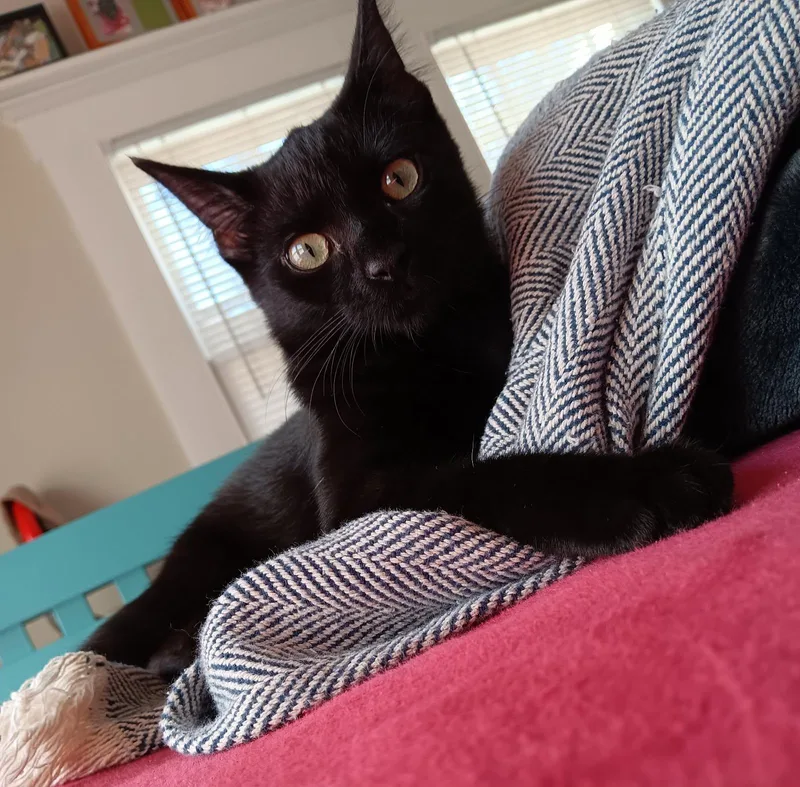 A baby medium-sized female Black Domestic Short Hair cat named Phoebe for adoption in Wilmington, NC