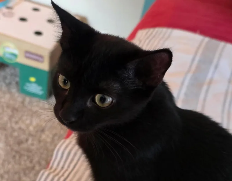Phoebe thumbnail 2