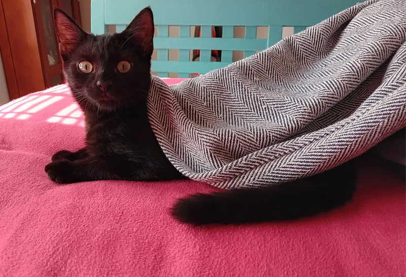 Phoebe thumbnail 3