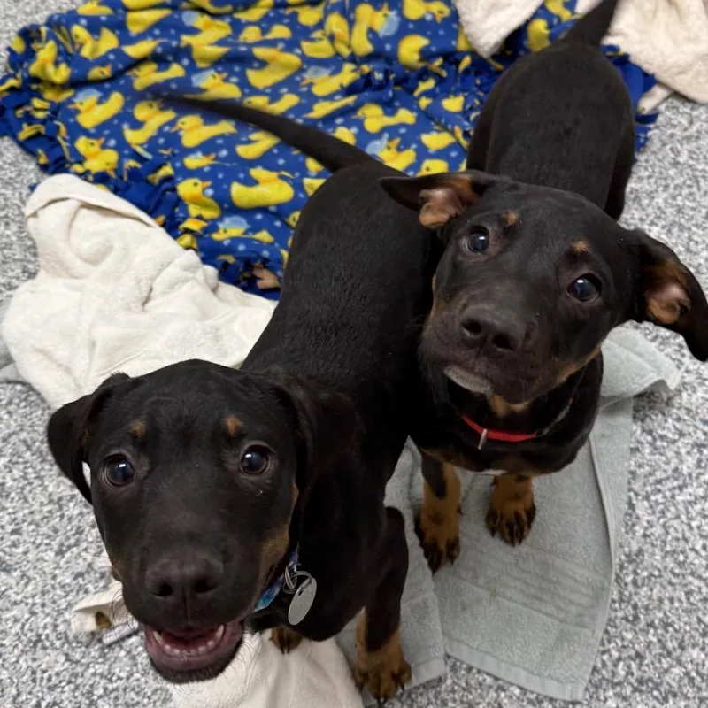 A baby small-sized male Black Rottweiler dog named Thunder for adoption in Brookfield, WI
