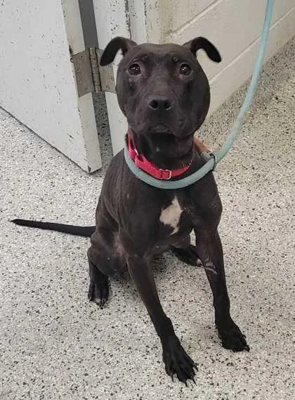 An adult medium-sized female Black Pit Bull Terrier dog named Bentley Sue for adoption in Kansas City, MO