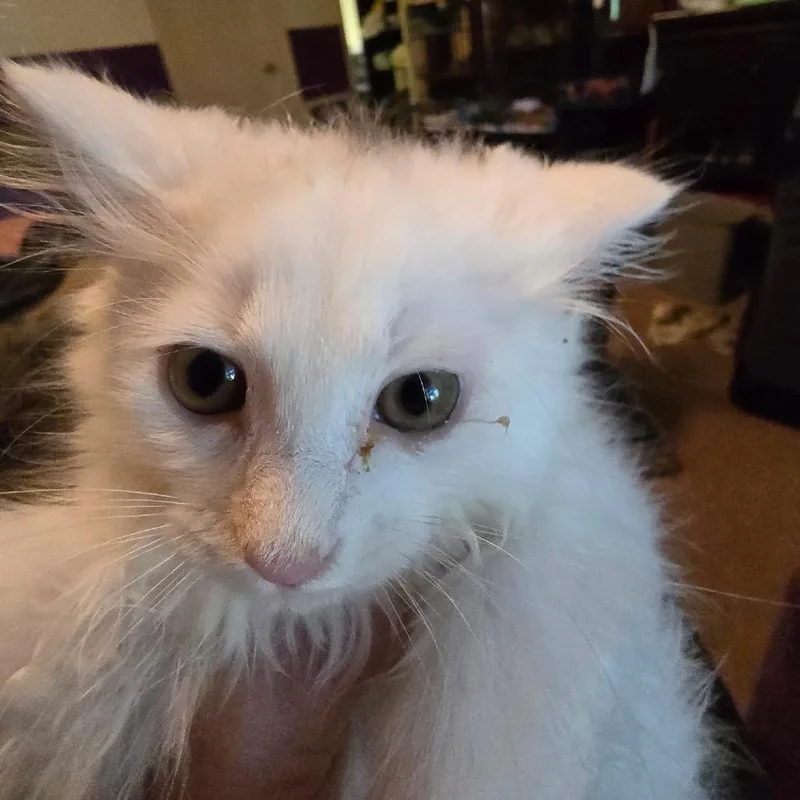 A baby small-sized female White Domestic Long Hair cat named Shell for adoption in Alexandria, VA