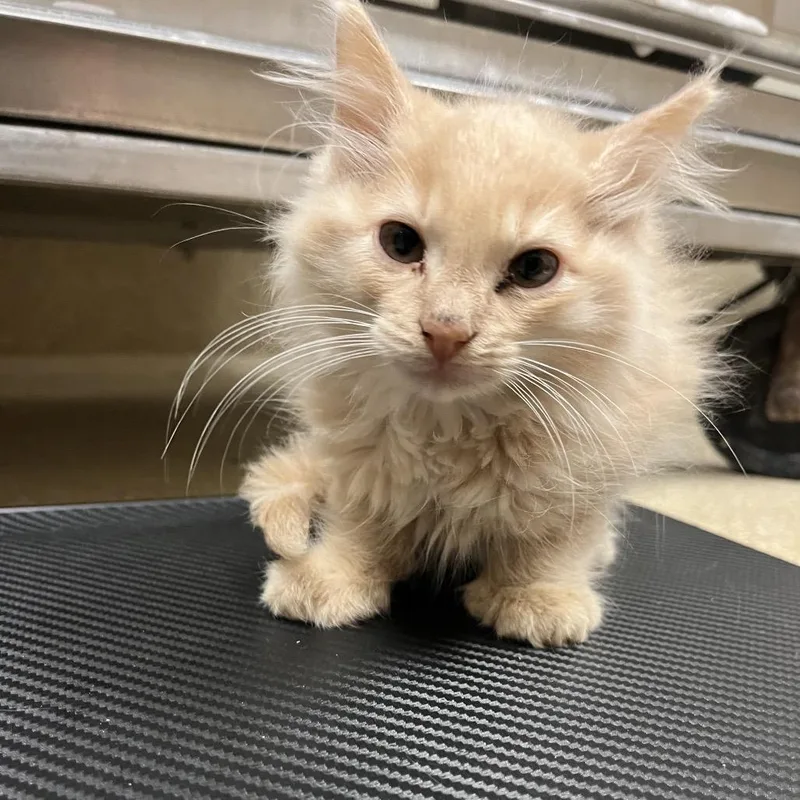 A baby small-sized female Buff / Tan / Fawn Domestic Medium Hair cat named Sushi for adoption in Bristol, IN