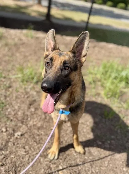 An adult large-sized female Mixed Breed dog named Mongoose for adoption in Chamblee, GA