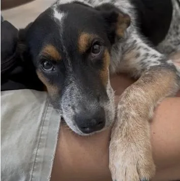 A young medium-sized male Australian Cattle Dog / Blue Heeler dog named Pete for adoption in Chillicothe, MO
