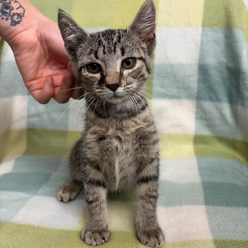 A baby small-sized female Gray / Blue / Silver Domestic Short Hair cat named Clover for adoption in West Point, MS