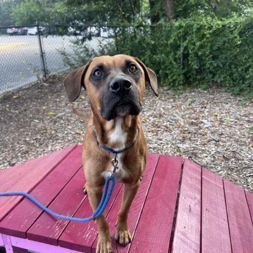 A baby medium-sized male Bicolor Mixed Breed dog named Porridge for adoption in Toms River, NJ