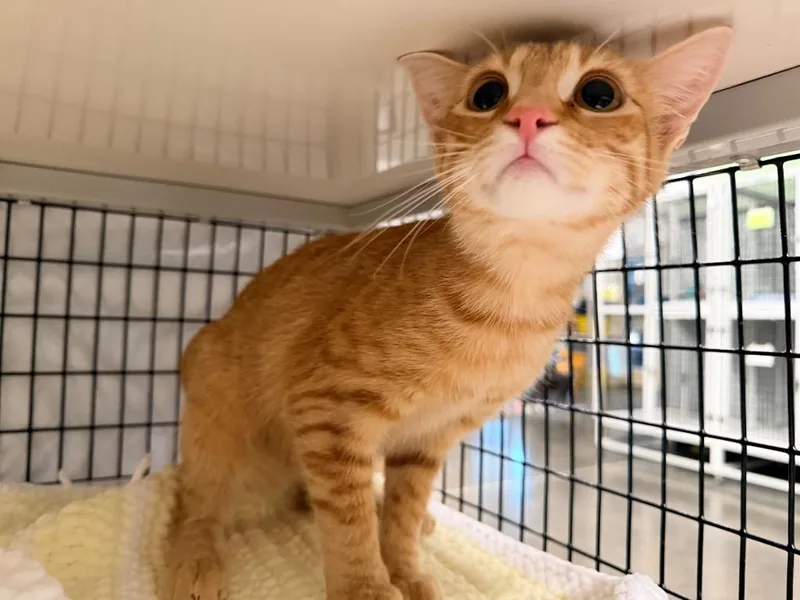 A baby medium-sized male Domestic Short Hair cat named Seemba for adoption in Raleigh, NC