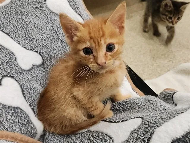 A baby small-sized male Domestic Short Hair cat named Tom for adoption in Riverside, CA
