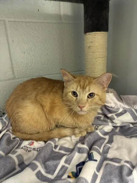An adult medium-sized male Domestic Short Hair cat named Mousy for adoption in Salt Lake City, UT