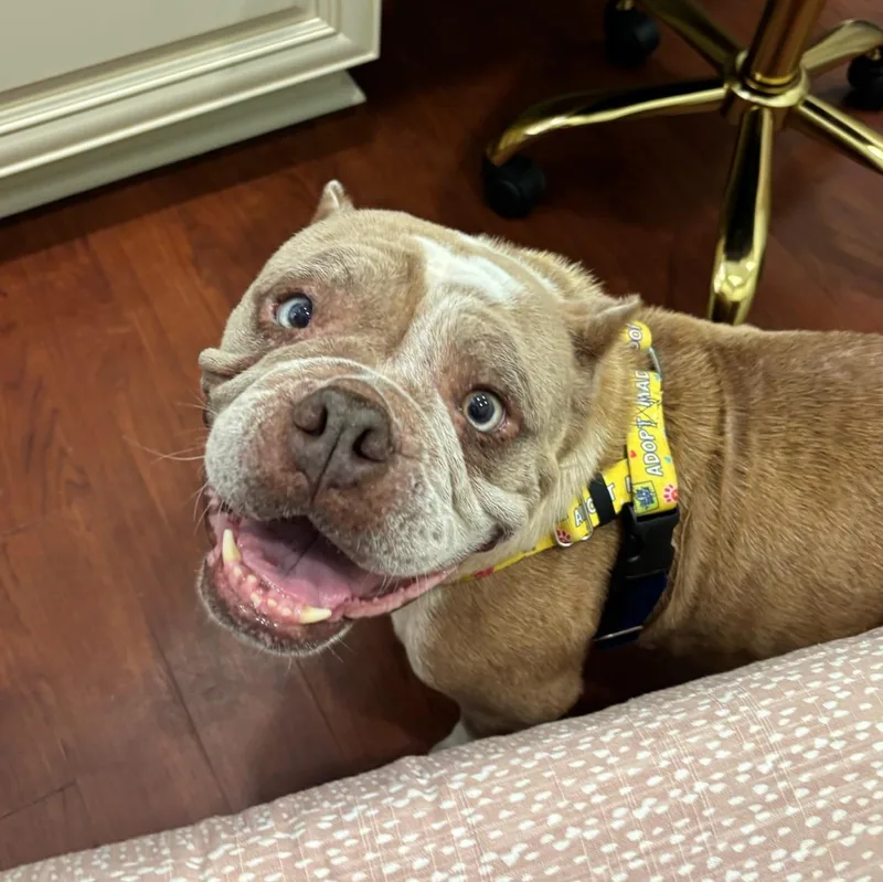 A senior medium-sized female Apricot / Beige English Bulldog dog named Peaches for adoption in New Orleans, LA