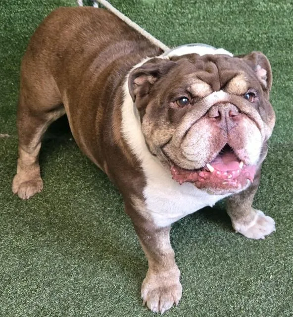 An adult large-sized male American Bulldog dog named Butter Cookie for adoption in Lancaster, CA