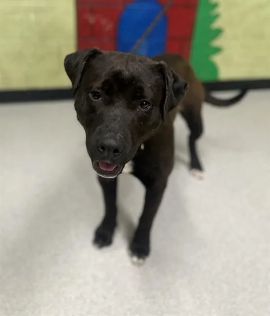 A young large-sized female American Bulldog dog named Eleanor for adoption in Indianapolis, IN