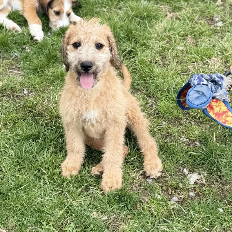 A baby small-sized female Golden Terrier dog named Dolley for adoption in Rock Falls, IL