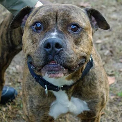 An adult large-sized male Mixed Breed dog named Bear fka Meatloaf for adoption in West Chester, PA