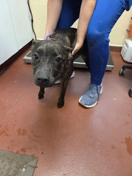A young large-sized male Pit Bull Terrier dog named Ella for adoption in Salisbury, MD