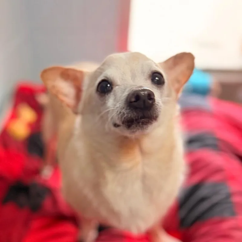 Tommy thumbnail 3