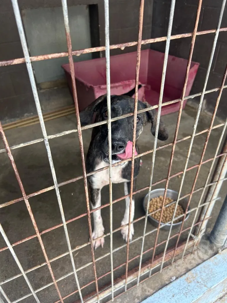 A baby medium-sized male Pit Bull Terrier dog named Cluster for adoption in Russellville, KY