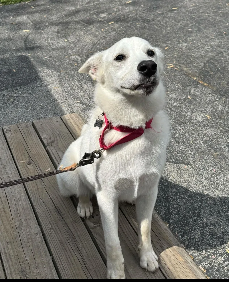 Francis  Fee Is thumbnail 3