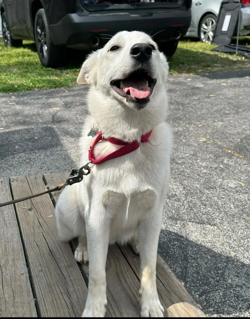 Francis  Fee Is thumbnail 5