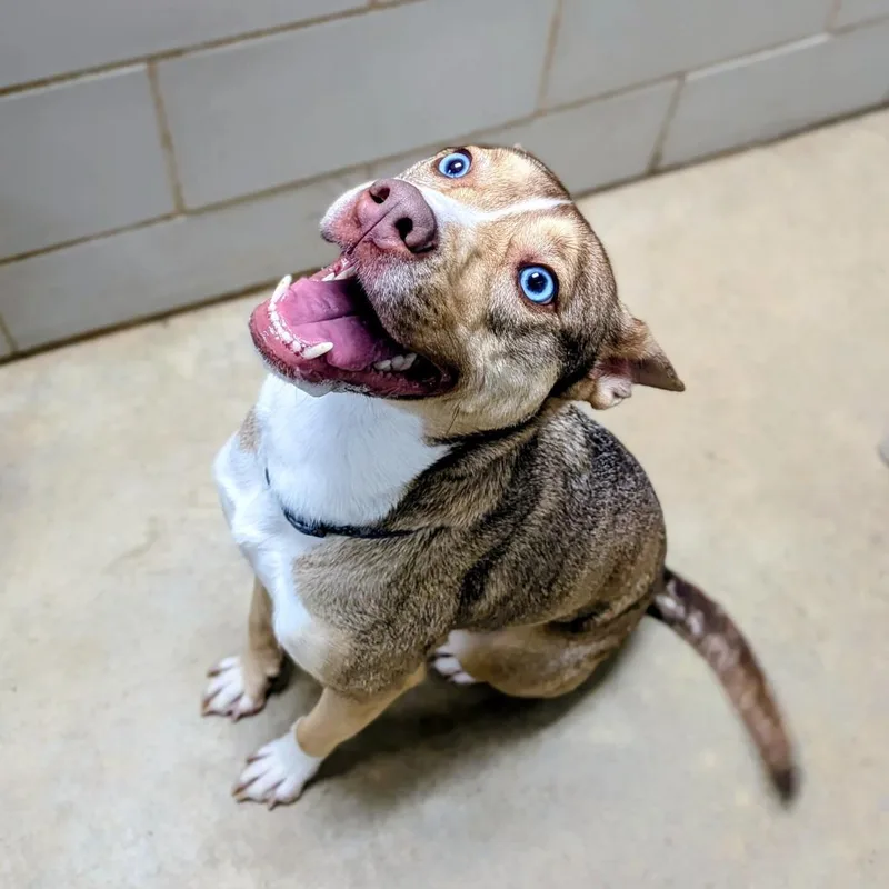 An adult medium-sized female Yellow / Tan / Blond / Fawn Husky dog named Ciri for adoption in Grand Rapids, MI