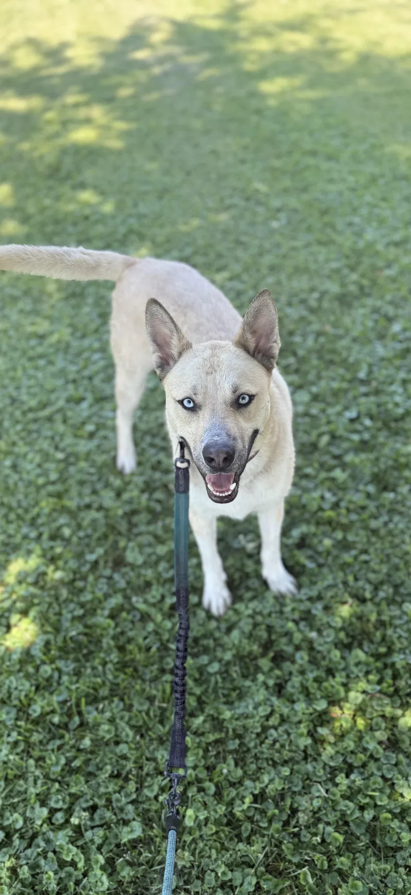 A young medium-sized male Apricot / Beige Husky dog named Raye for adoption in Oswego, IL
