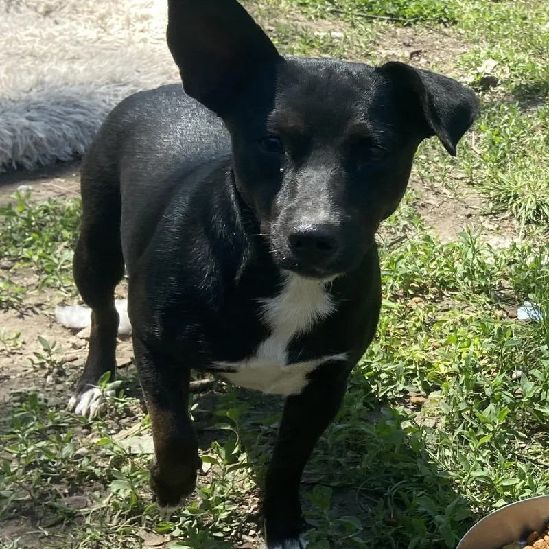A young small-sized female Black Mixed Breed dog named Betsy for adoption in Tulsa, OK