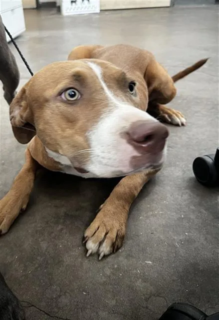A young large-sized female Mixed Breed dog named Fausta for adoption in Dallas, TX