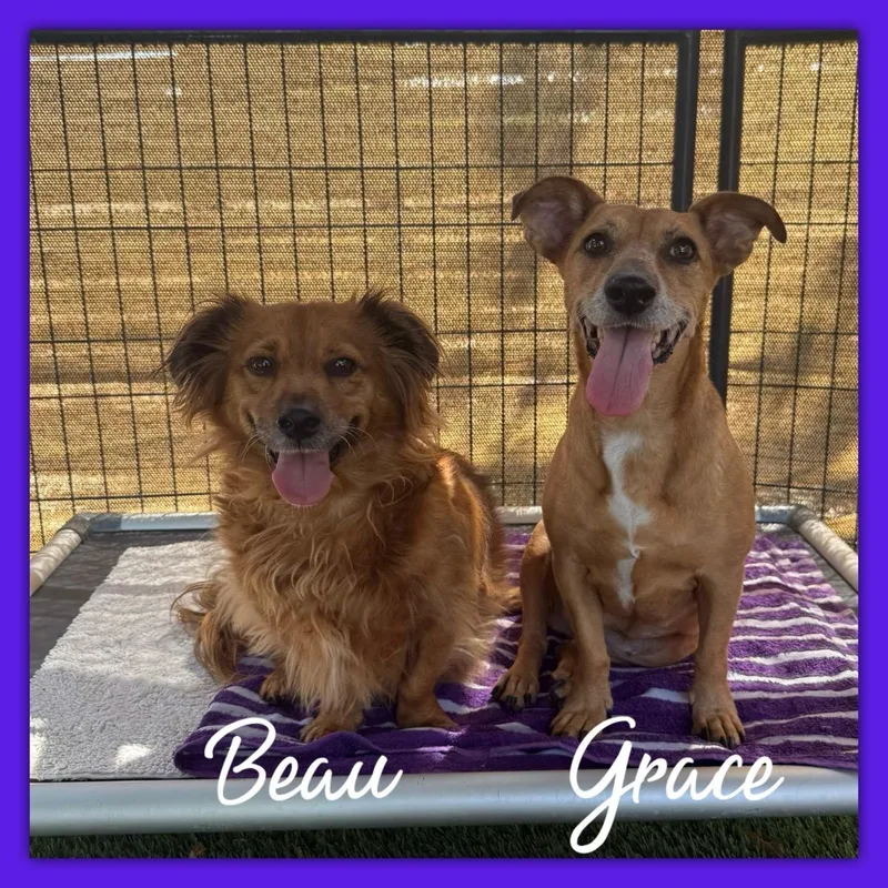 Grace and Beau thumbnail 2