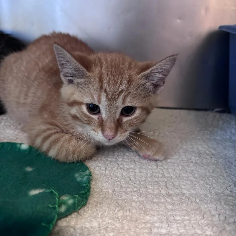 A baby small-sized male Orange / Red Domestic Short Hair cat named Kinger for adoption in South Haven, MI